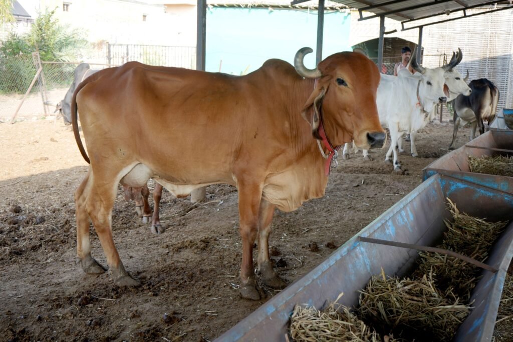 Gau Mata: The Divine Gift and Backbone of India