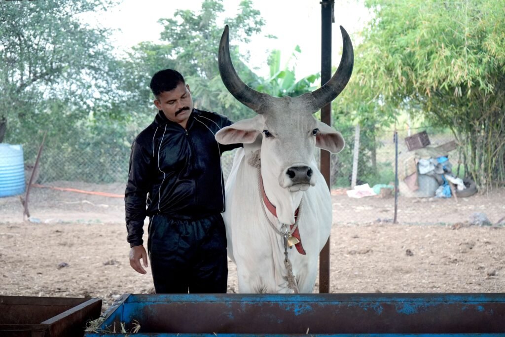 The Sacred Cow Protection in India