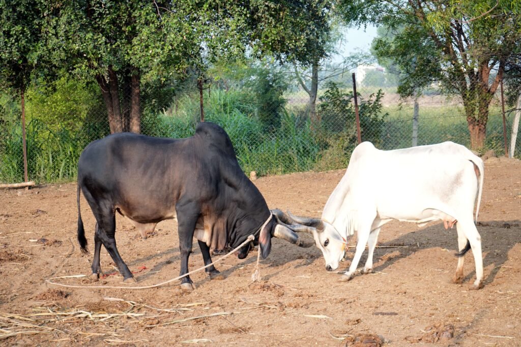 Cow Power: India’s Sustainable Future